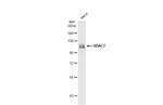 HDAC7 Antibody in Western Blot (WB)