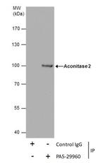 Aconitase 2 Antibody in Immunoprecipitation (IP)
