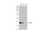 FBP1 Antibody in Western Blot (WB)