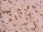 Histone H1 Antibody in Immunohistochemistry (Paraffin) (IHC (P))