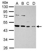 HDJ2 Antibody in Western Blot (WB)