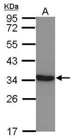 LDHC Antibody in Western Blot (WB)