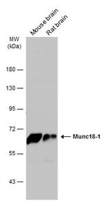 MUNC18 Antibody in Western Blot (WB)