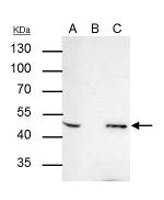 AP2 beta Antibody in Immunoprecipitation (IP)