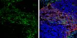 VSNL1 Antibody in Immunohistochemistry (Frozen) (IHC (F))