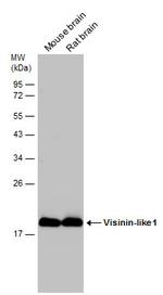 VSNL1 Antibody in Western Blot (WB)