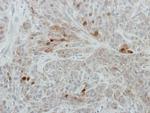 RANBP3 Antibody in Immunohistochemistry (Paraffin) (IHC (P))