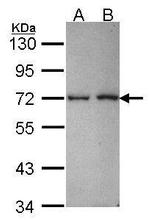 RANBP3 Antibody in Western Blot (WB)