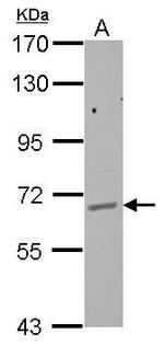 GPAA1 Antibody in Western Blot (WB)
