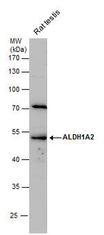 ALDH1A2 Antibody in Western Blot (WB)