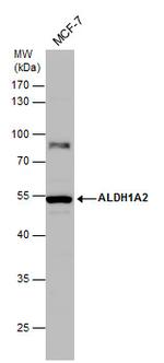 ALDH1A2 Antibody in Western Blot (WB)