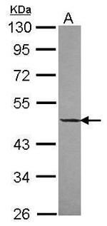 DNAJA2 Antibody in Western Blot (WB)