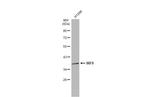 IRF9 Antibody in Western Blot (WB)