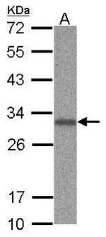 PHAPI2 Antibody in Western Blot (WB)