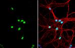 SAM68 Antibody in Immunocytochemistry (ICC/IF)