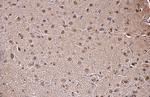 SAM68 Antibody in Immunohistochemistry (Paraffin) (IHC (P))