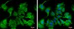 Calpain 9 Antibody in Immunocytochemistry (ICC/IF)