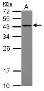 MRPS27 Antibody in Western Blot (WB)