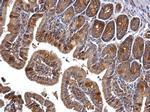 PRMT5 Antibody in Immunohistochemistry (Paraffin) (IHC (P))