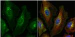 HGK Antibody in Immunocytochemistry (ICC/IF)