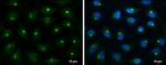 HGK Antibody in Immunocytochemistry (ICC/IF)