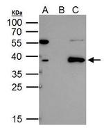 TAL1 Antibody in Immunoprecipitation (IP)