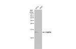 FABP4 Antibody in Western Blot (WB)