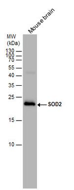 SOD2 Antibody in Western Blot (WB)