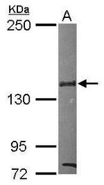 SIN3B Antibody in Western Blot (WB)