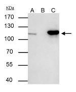 NUP107 Antibody in Immunoprecipitation (IP)