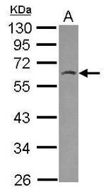 HSPBAP1 Antibody in Western Blot (WB)