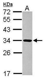 RRP4 Antibody in Western Blot (WB)