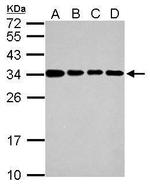 IFI35 Antibody in Western Blot (WB)