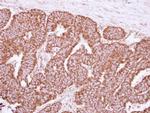 Cyclophilin F Antibody in Immunohistochemistry (Paraffin) (IHC (P))