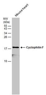 Cyclophilin F Antibody in Western Blot (WB)