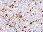 eIF4G3 Antibody in Immunohistochemistry (Paraffin) (IHC (P))