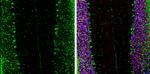 eIF4G3 Antibody in Immunohistochemistry (Frozen) (IHC (F))