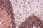 eIF4G3 Antibody in Immunohistochemistry (Paraffin) (IHC (P))