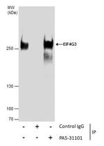 eIF4G3 Antibody in Immunoprecipitation (IP)