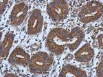 CNOT7 Antibody in Immunohistochemistry (Paraffin) (IHC (P))