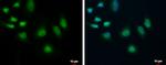 POLR2C Antibody in Immunocytochemistry (ICC/IF)