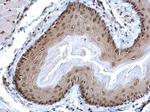 POLR2C Antibody in Immunohistochemistry (Paraffin) (IHC (P))