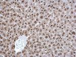 POLR2C Antibody in Immunohistochemistry (Paraffin) (IHC (P))