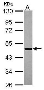 SPATA6L Antibody in Western Blot (WB)