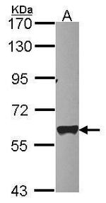 MTPAP Antibody in Western Blot (WB)