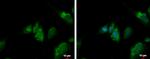 QTRT1 Antibody in Immunocytochemistry (ICC/IF)