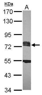 RC74 Antibody in Western Blot (WB)