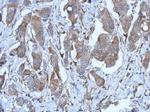 P2X2 Antibody in Immunohistochemistry (Paraffin) (IHC (P))