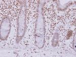 ASB7 Antibody in Immunohistochemistry (Paraffin) (IHC (P))