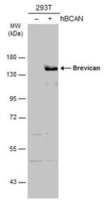 Brevican Antibody in Western Blot (WB)
